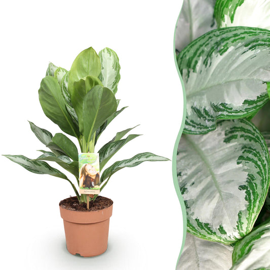 🌿 Aglaonema ‘Silver Bay’ | Zilverblad Kamerplant
