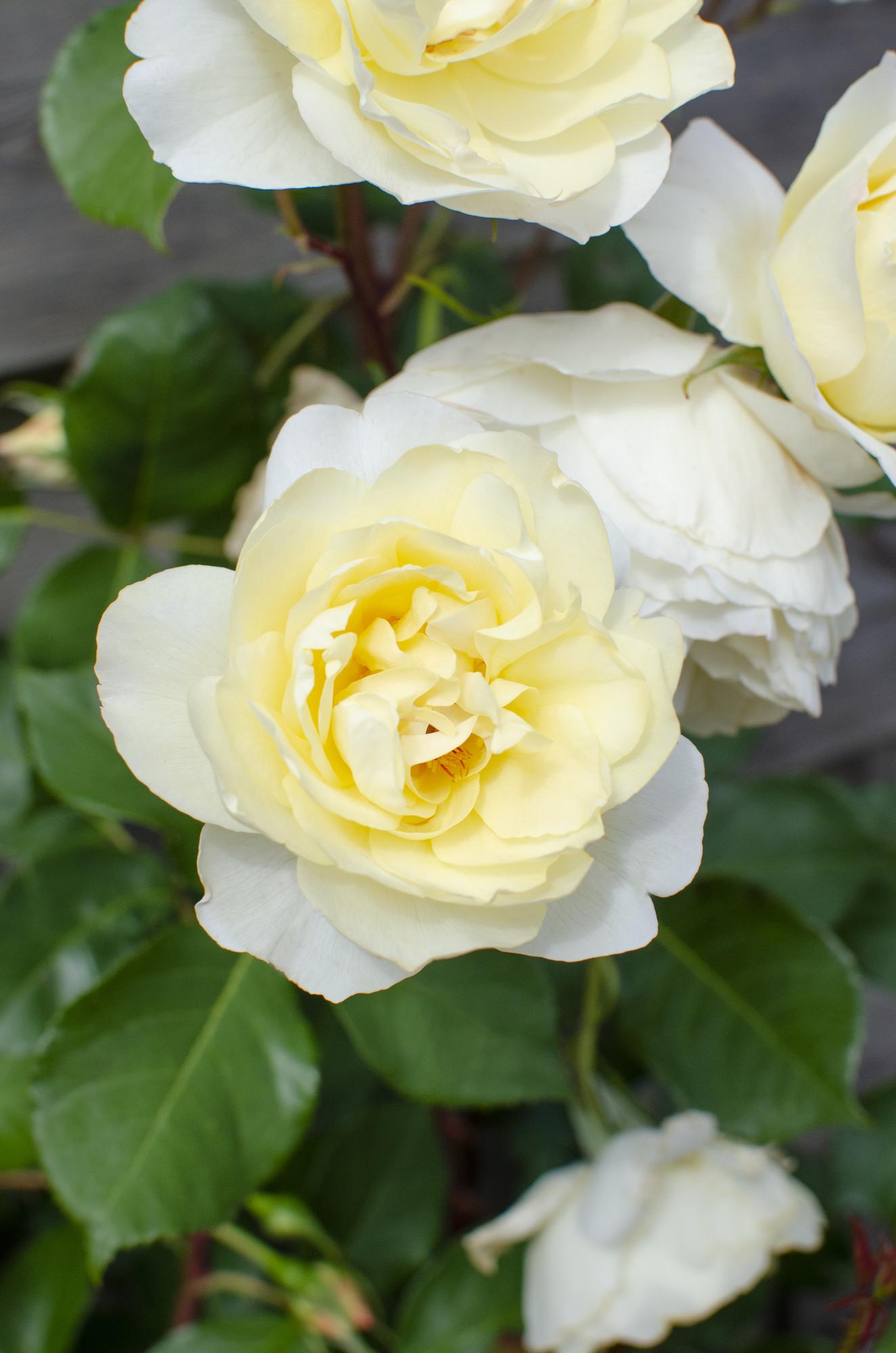 🤍 Rosa Crazy in Love ‘Vanilla’ – Crème Klimroos | 3 (stuks)