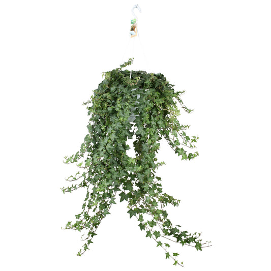 🌿 Hedera Helix ‘Pitsburg’ | XXL Hangplant Klimop