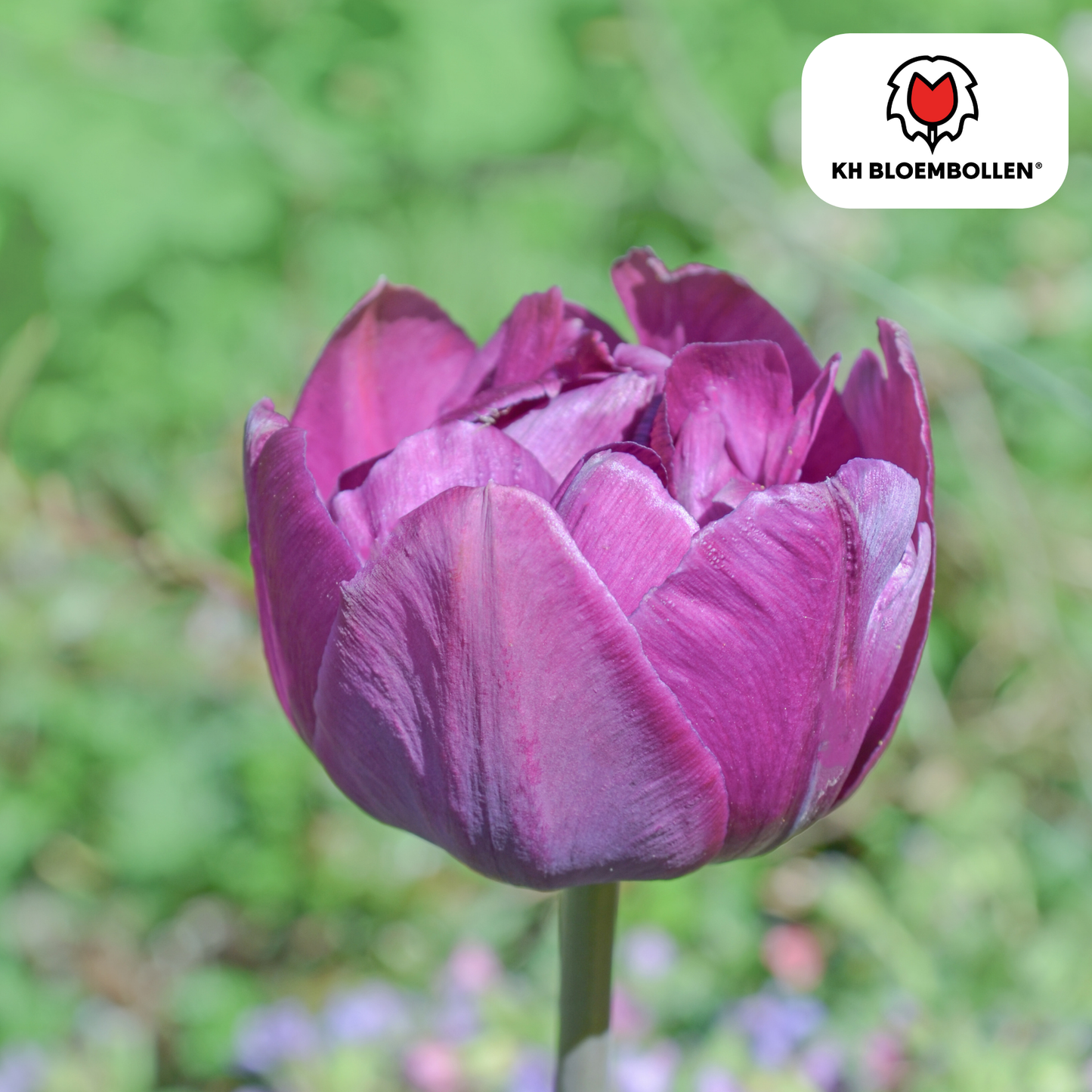 🌷 Tulpenbollen ‘Double Flag’ – Paarse Dubbelbloemige Tulp (20 Stuks)
