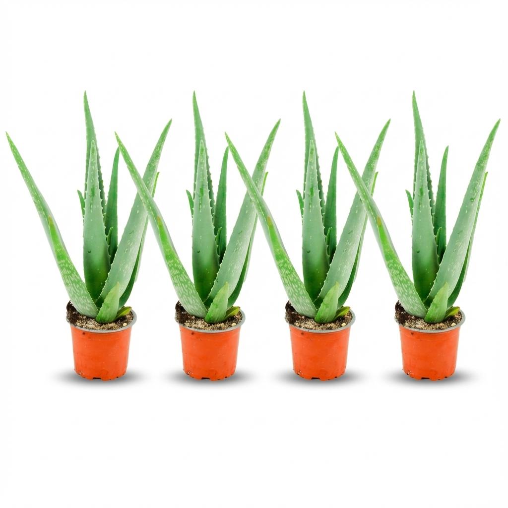 🌿 Aloë Vera Plant | Makkelijke Kamerplanten | (4 stuks kamerplanten)