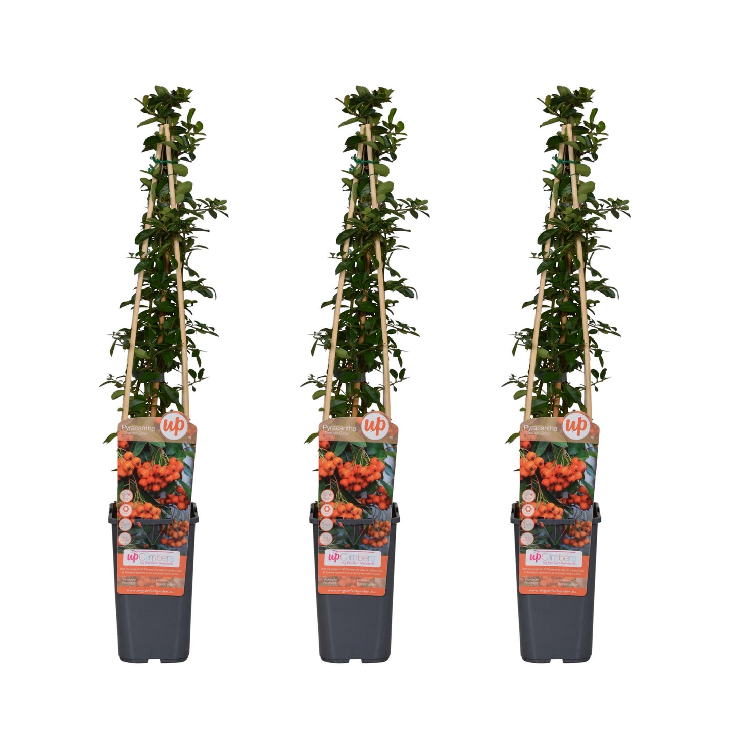 🌿 Pyracantha ‘Orange Glow’ – Vuurdoorn (3 Stuks)