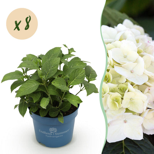 🌸 Hydrangea ‘Endless Summer – The Bride’ | Hortensia (8 Stuks)