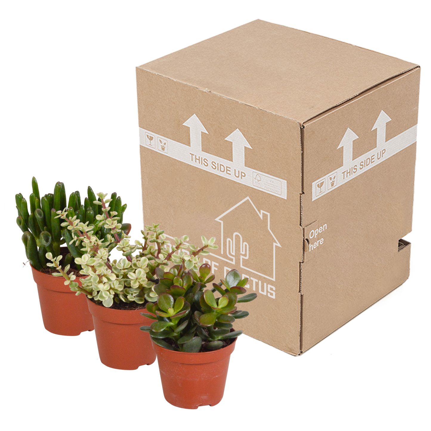 🌵 Crassula Mix Zonder pot (3 stuks)