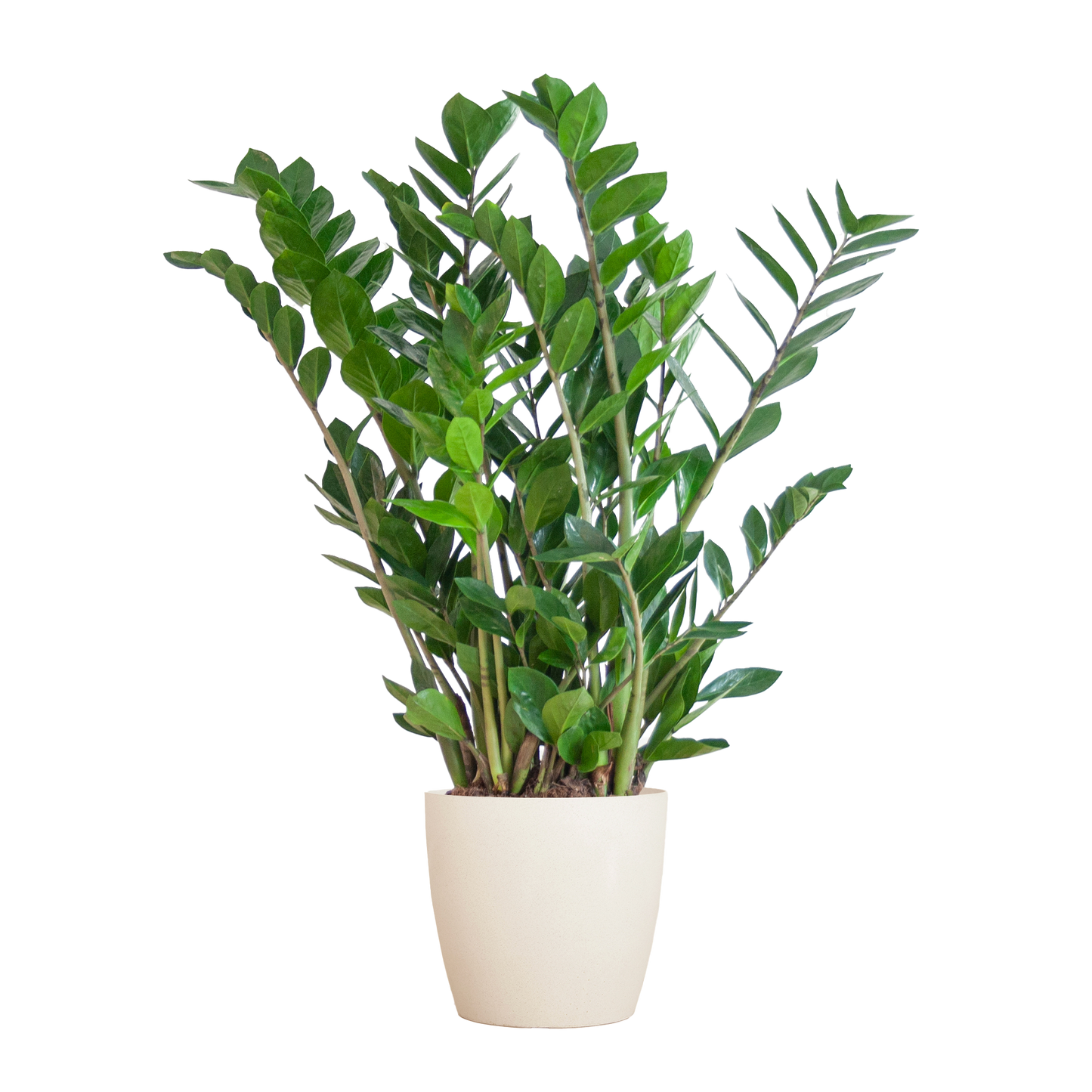 🌿 Zamioculcas Zamiifolia – ZZ Plant met Vibers Pot Wit