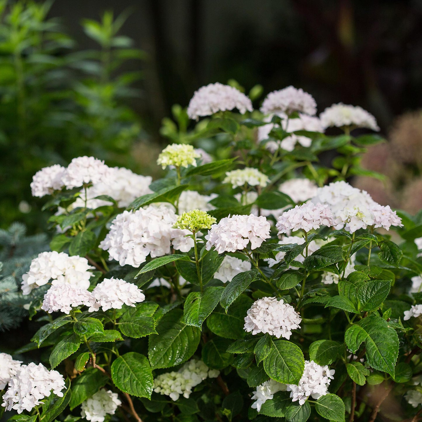 🌸 Hydrangea ‘The Bride’ | Witte Hortensia (4 Stuks)