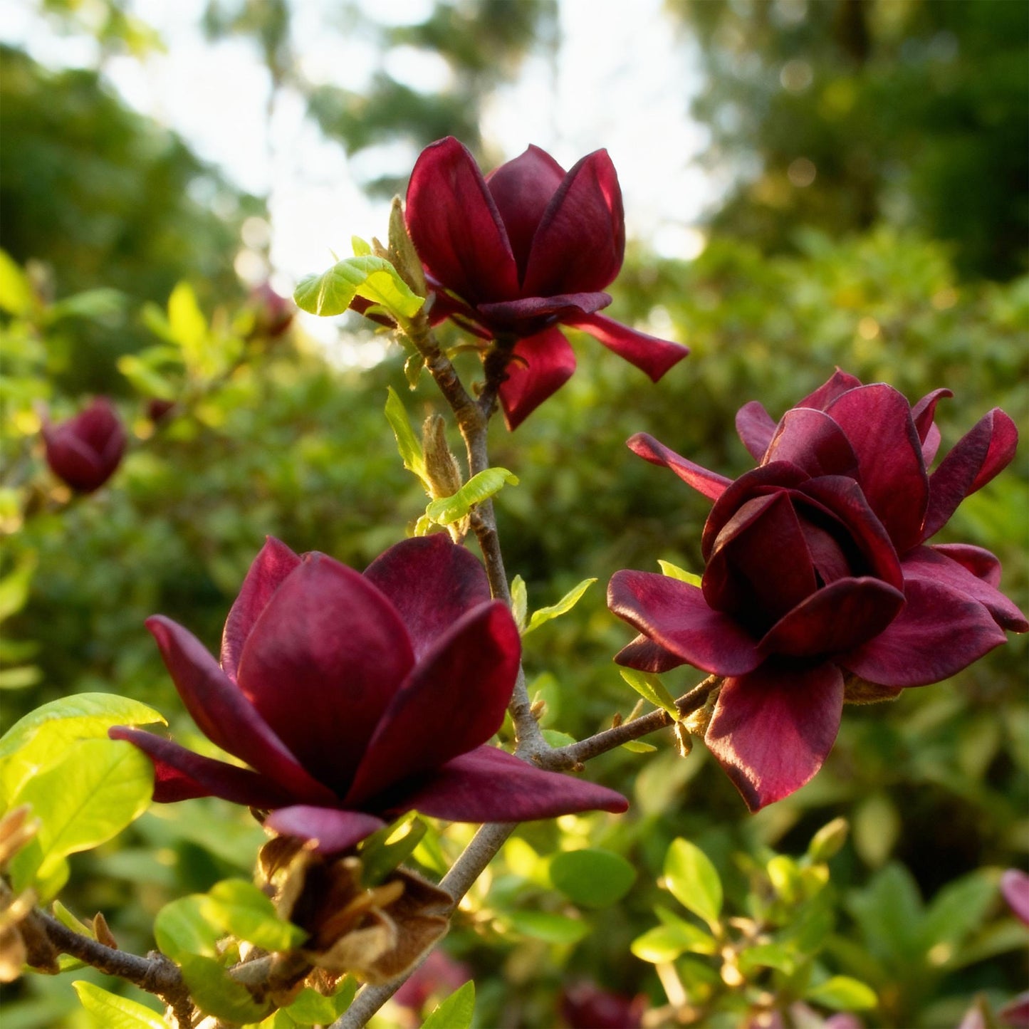 🌺 Magnolia ‘Genie’ – Paarse Magnolia | (3 stuks)