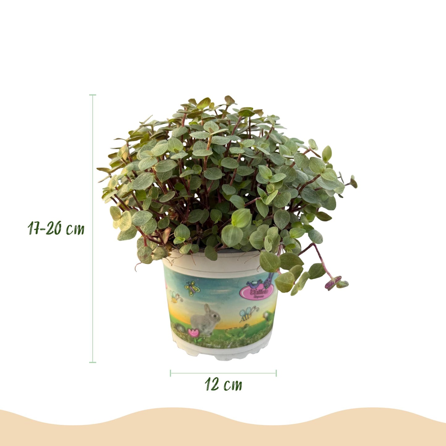 🌿 Callisia repens – Kattengras | (4 stuks)