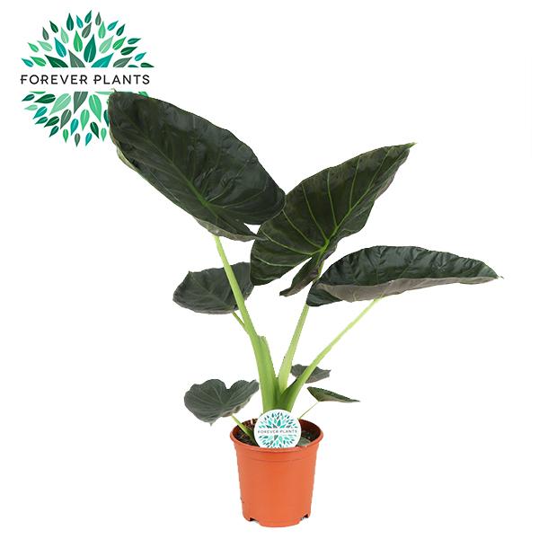 🌿 Alocasia Regal Shield | Grote Tropische Kamerplant