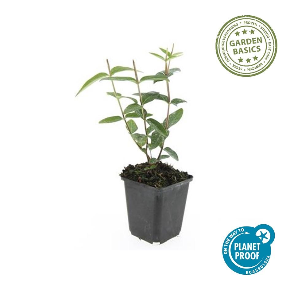 🌼 Hypericum inodorum ‘Rheingold’ – Hertshooi (6 Stuks)