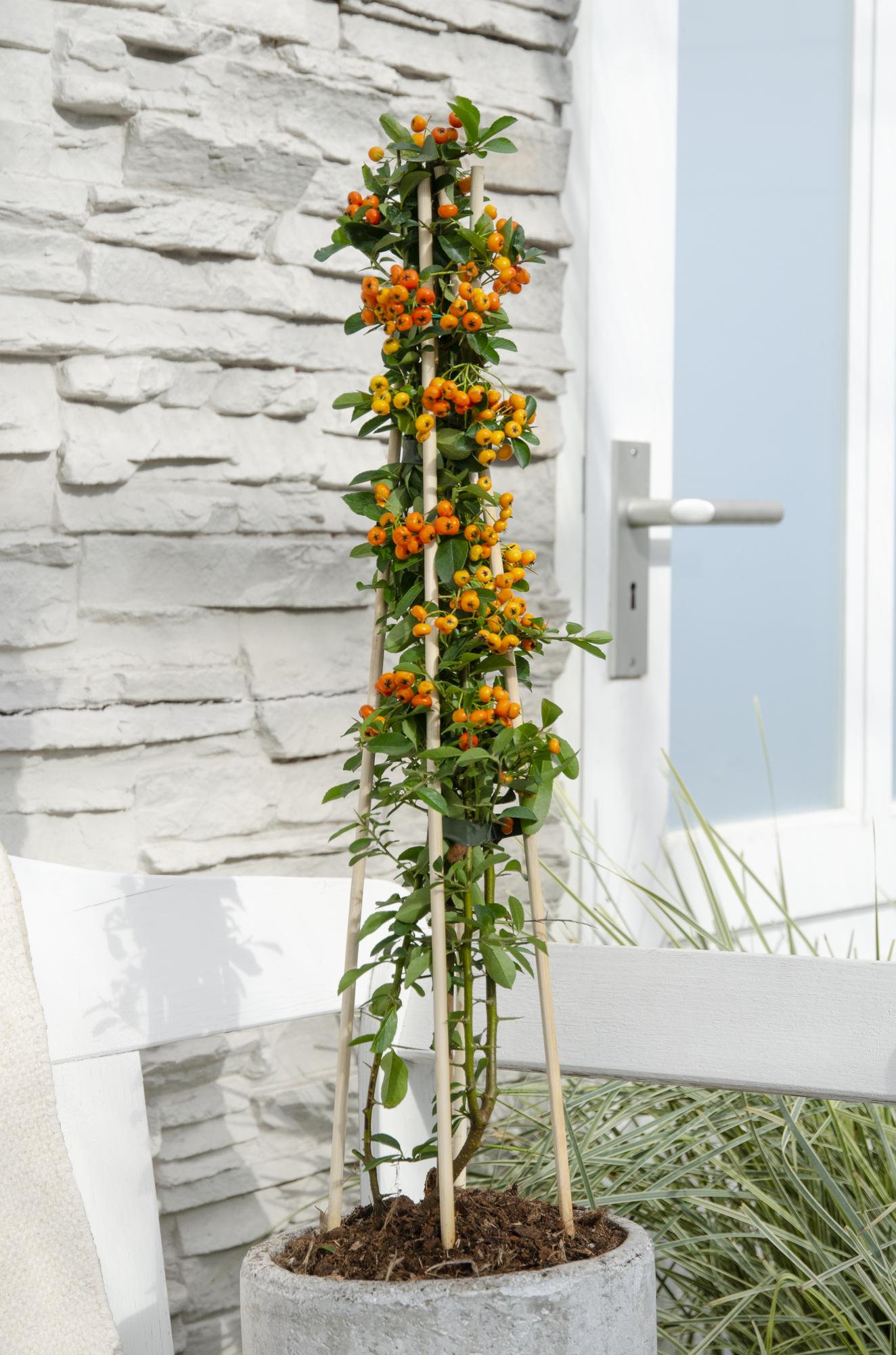 🌿 Pyracantha ‘Orange Glow’ – Vuurdoorn (3 Stuks)