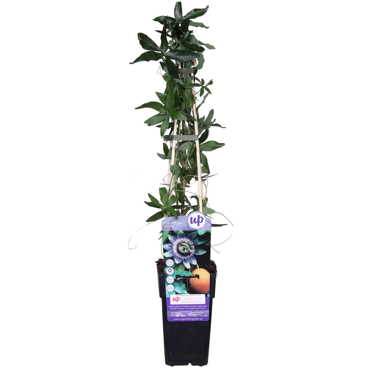 🌸 Passiflora caerulea – Ø15cm – ↕65cm – Blauwe Passiebloem