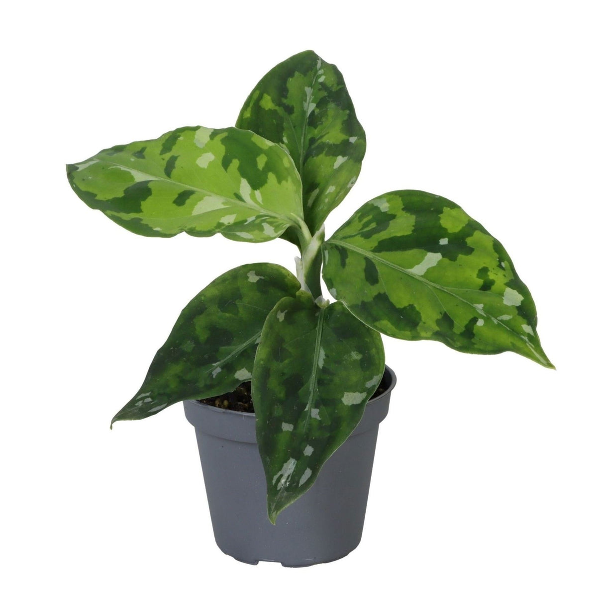 🌿 Aglaonema pictum ‘Tricolor’ – Camouflageplant