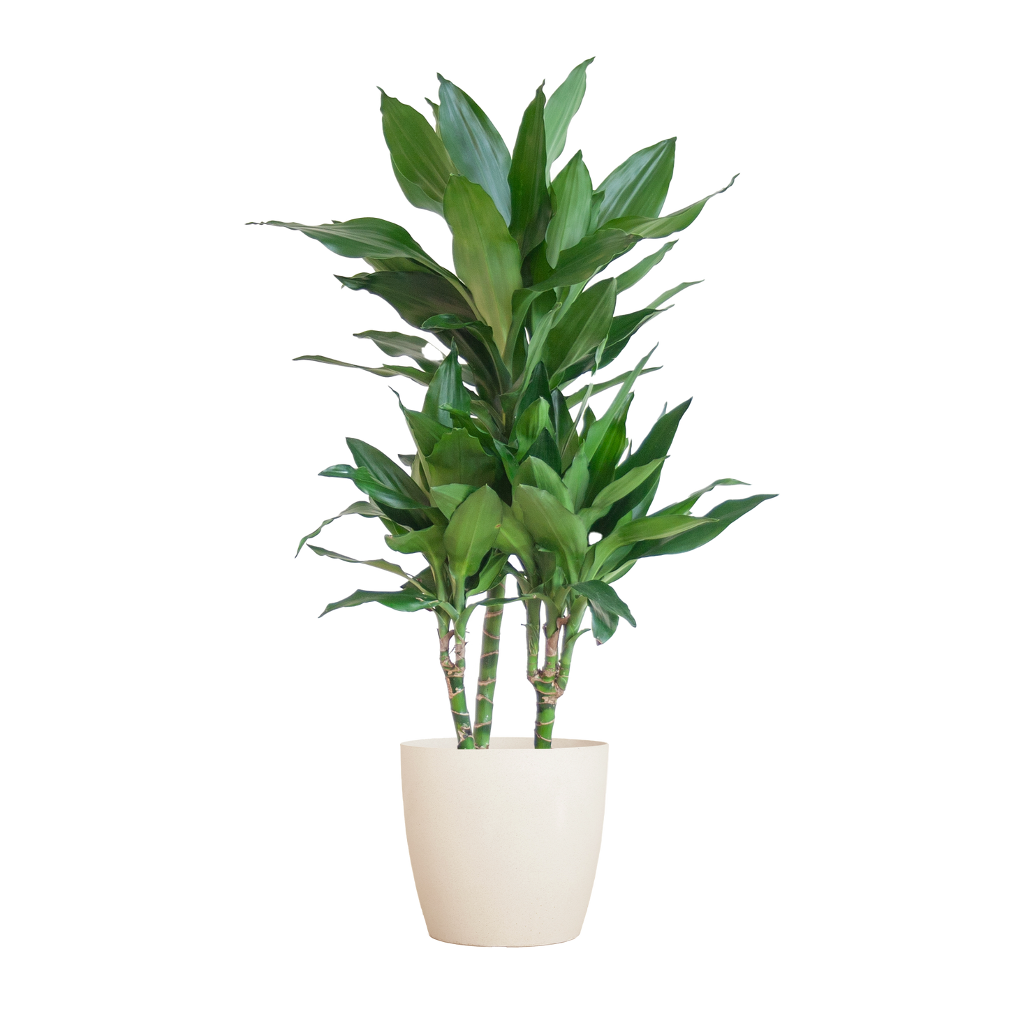 🌿 Dracaena ‘Janet Lindt’ – Groenblijver met Vibers Pot Wit