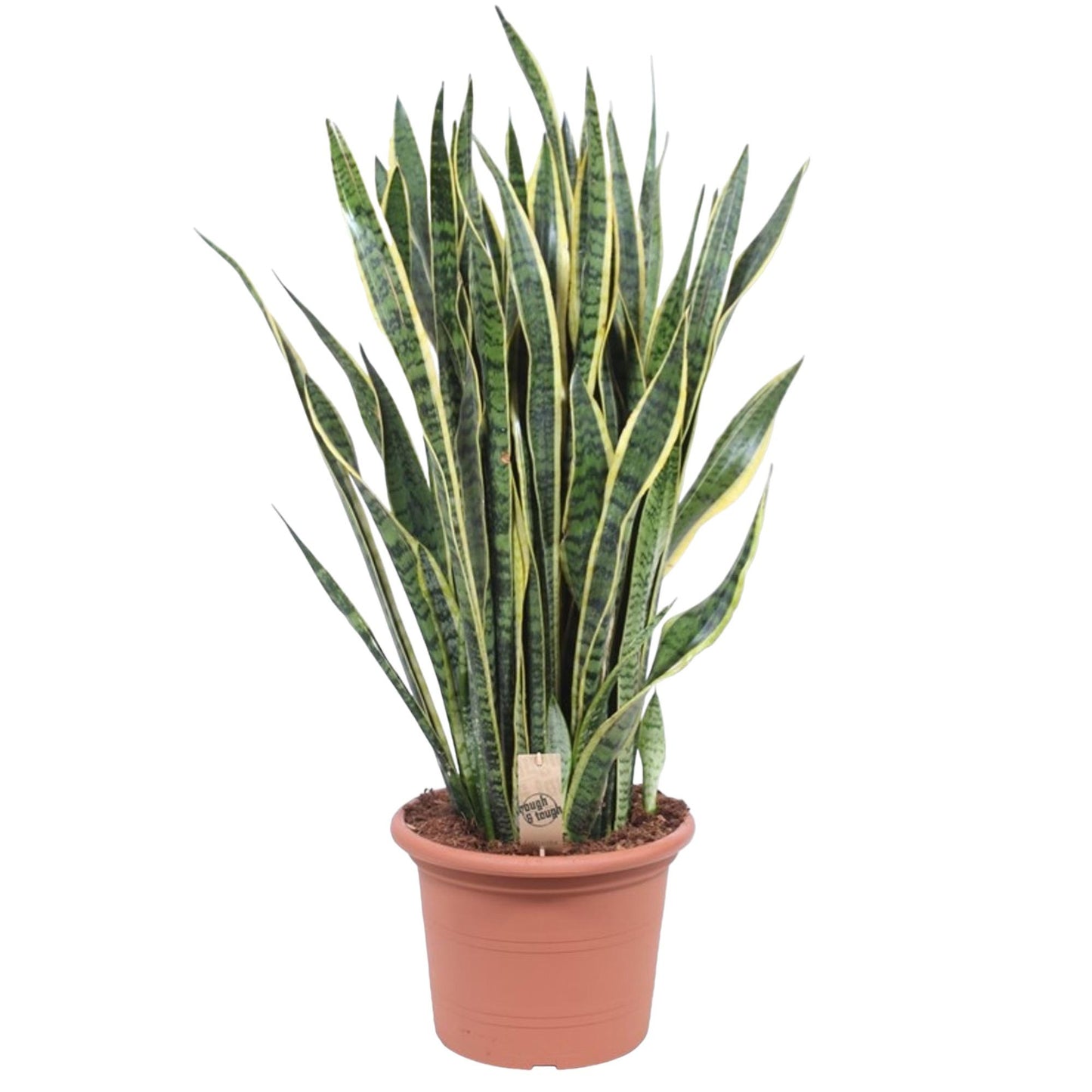🌿 Sansevieria Laurentii Sterke Kamerplant (Vrouwentong)
