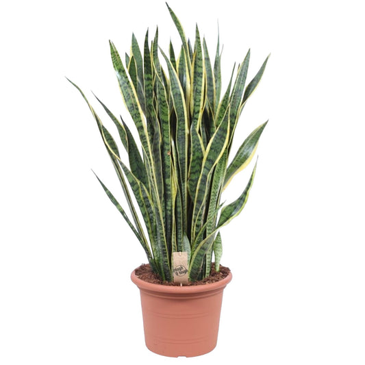 🌿 Sansevieria Laurentii – 100 cm – Ø35 cm