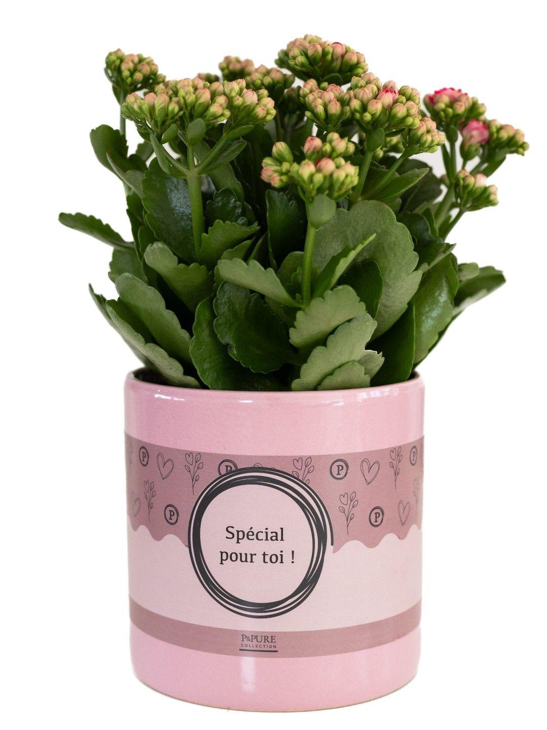 🌸 Kalanchoe Pink – In P&PURE “SPECIAL POUR TOI”