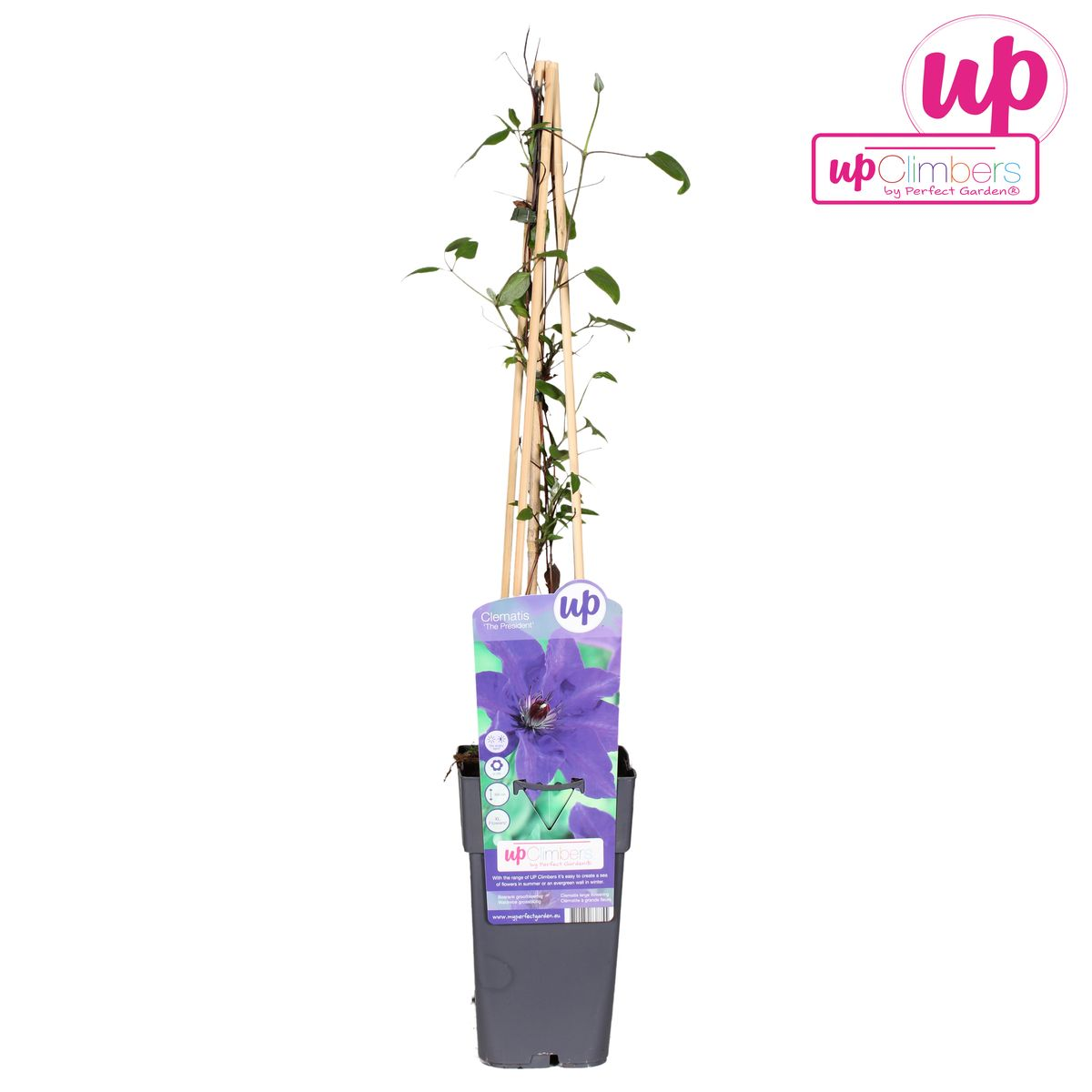 🌸 Clematis ‘The President’ – Klimplant