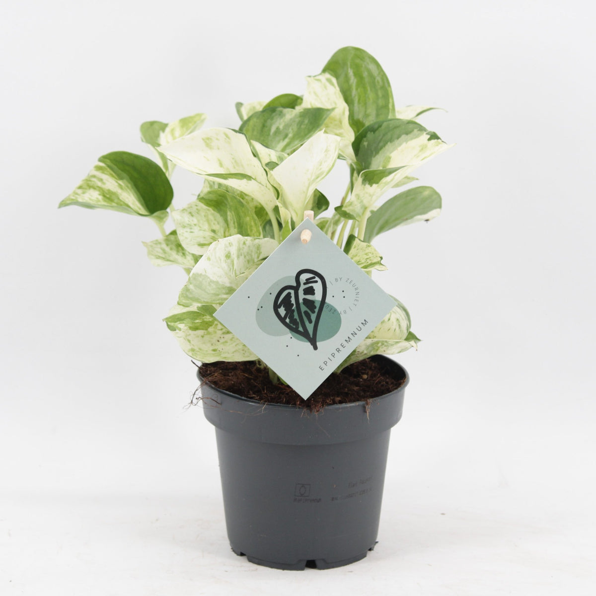 🤍 Epipremnum ‘Manjula’ – Groen-wit bonte kamerplant