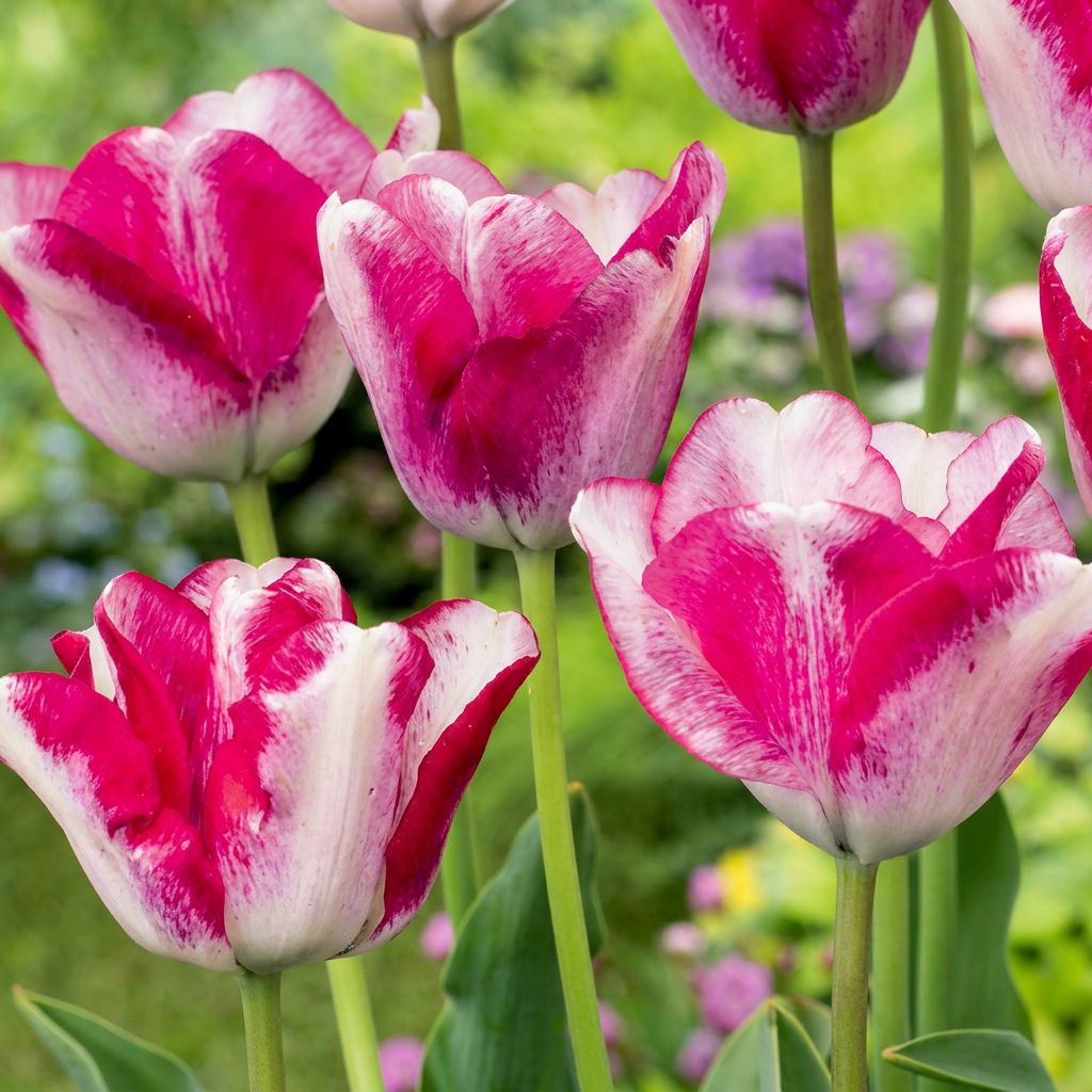 🌷 Tulipa Mata Hari – Mata Hari tulp (96 stuks)