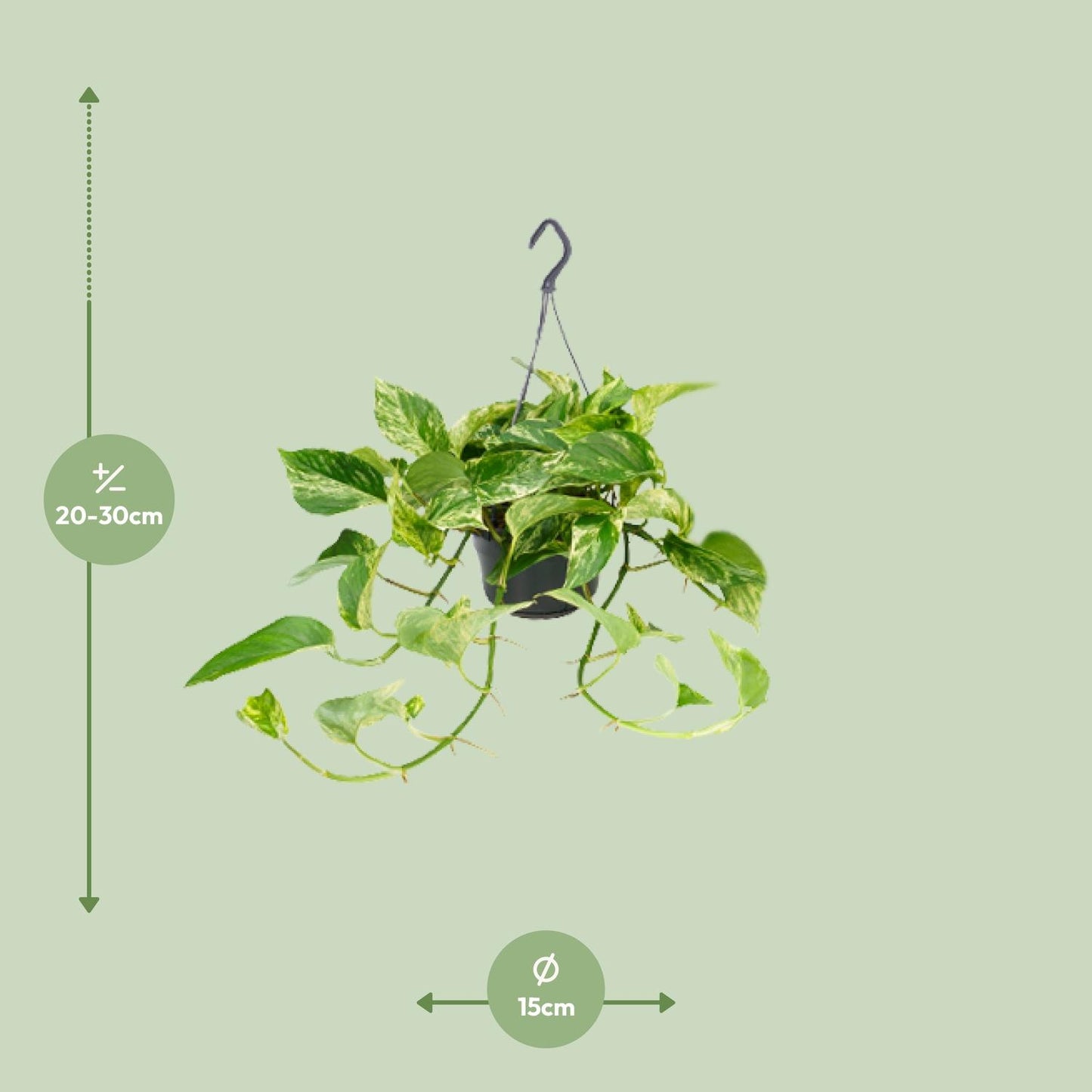 🌿 Epipremnum Marble Queen - Scindapsus
