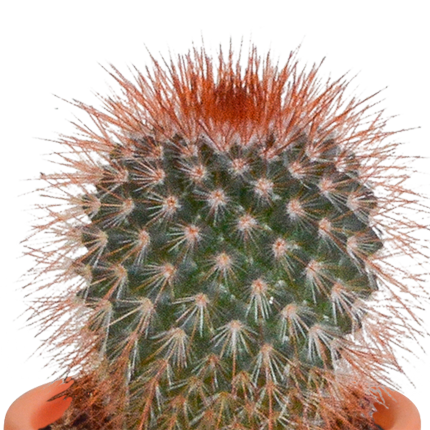 🌵 Cactus & Vetplanten Mix  In terracotta pot – (15 stuks)