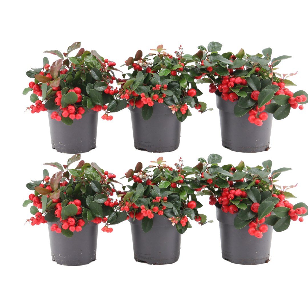 ❄️ Gaultheria ‘Big Berry’ – Wintergroene Bodembedekker met Rode Bessen (6 stuks)