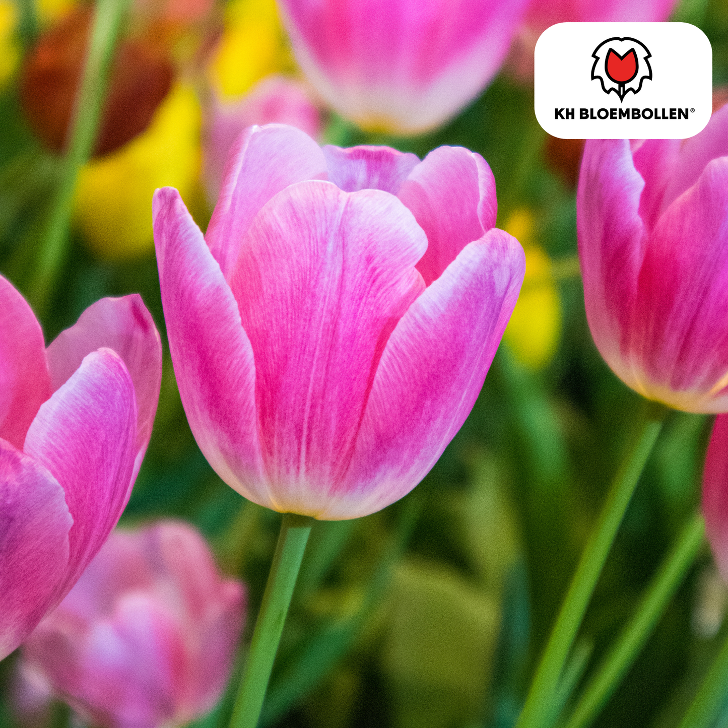 🌷 Tulpenbollen ‘Dynasty’ – Roze Tulp (20 Stuks)