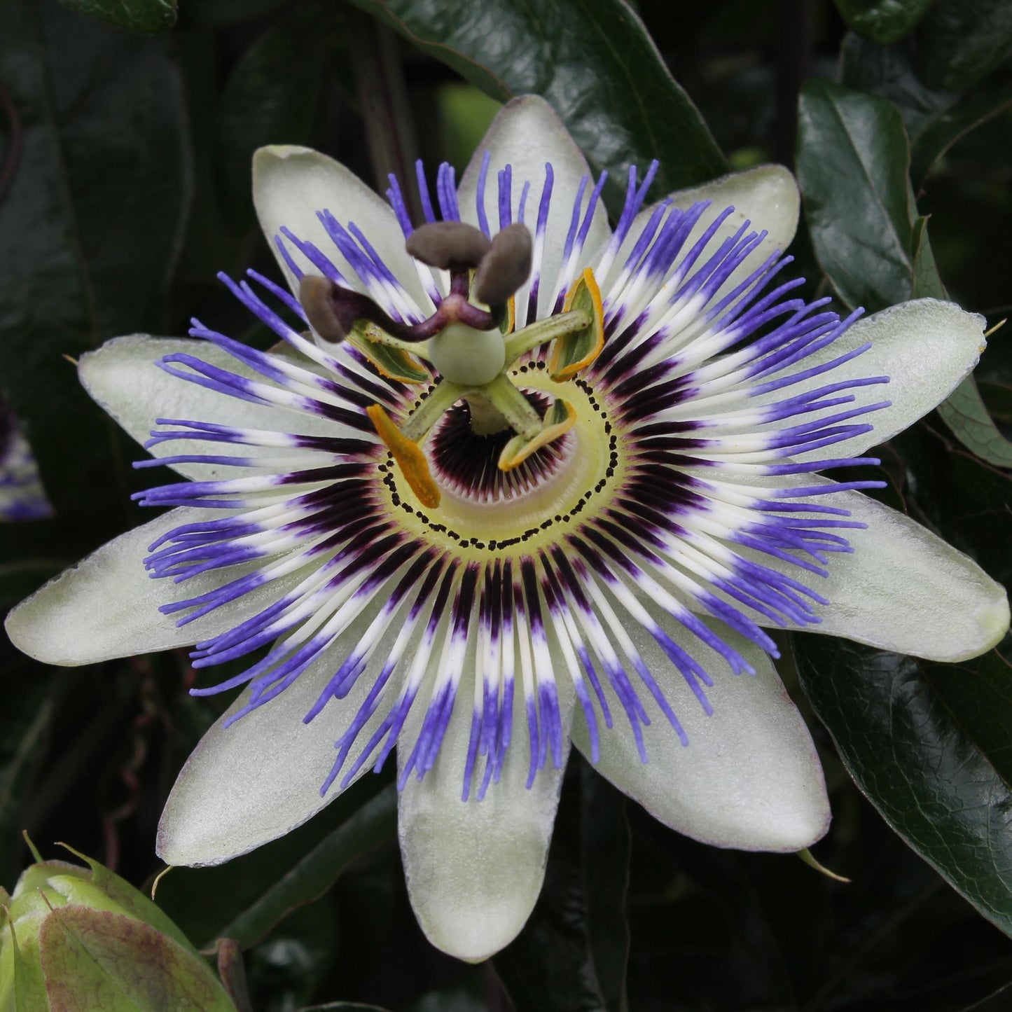 🌸 Passiflora caerulea – Ø15cm – ↕65cm – Blauwe Passiebloem