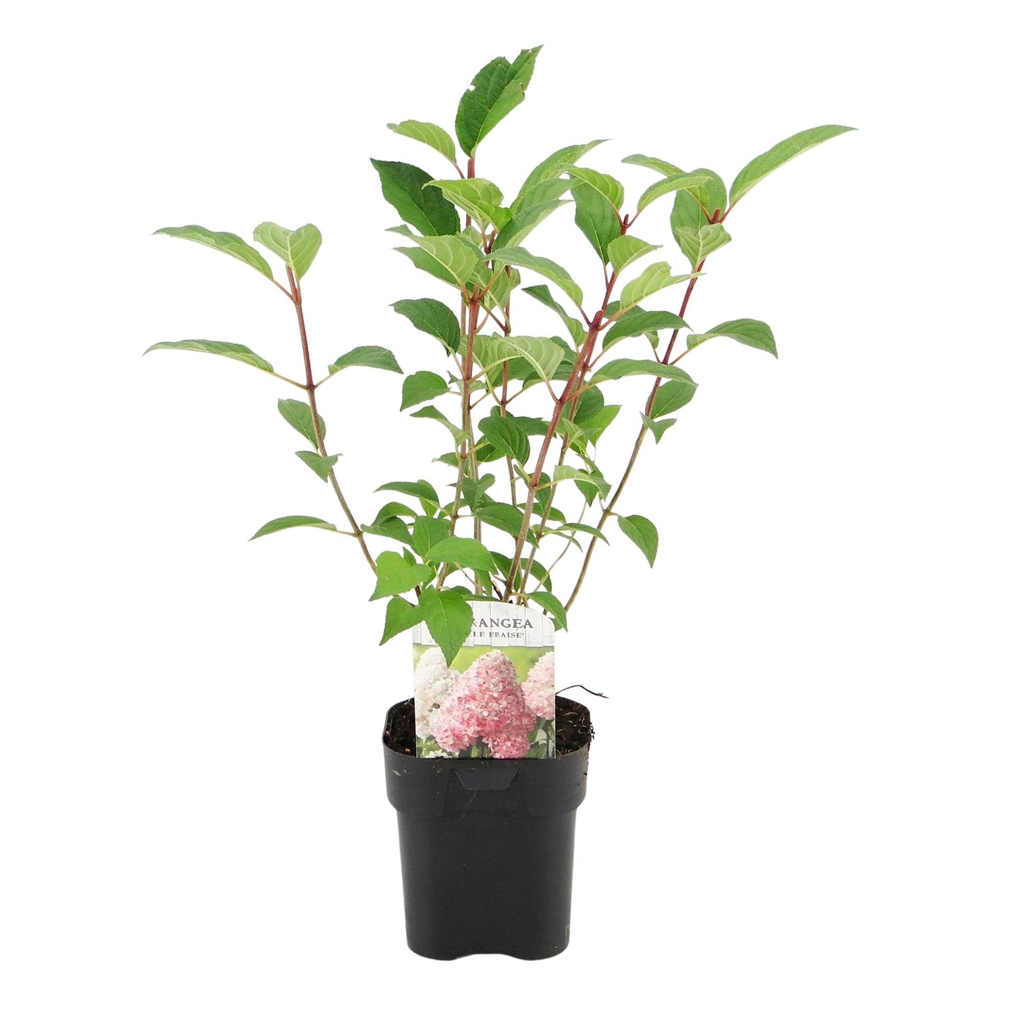 🌸 Hydrangea paniculata ‘Vanille Fraise’ – Pluimhortensia | (3 stuks)