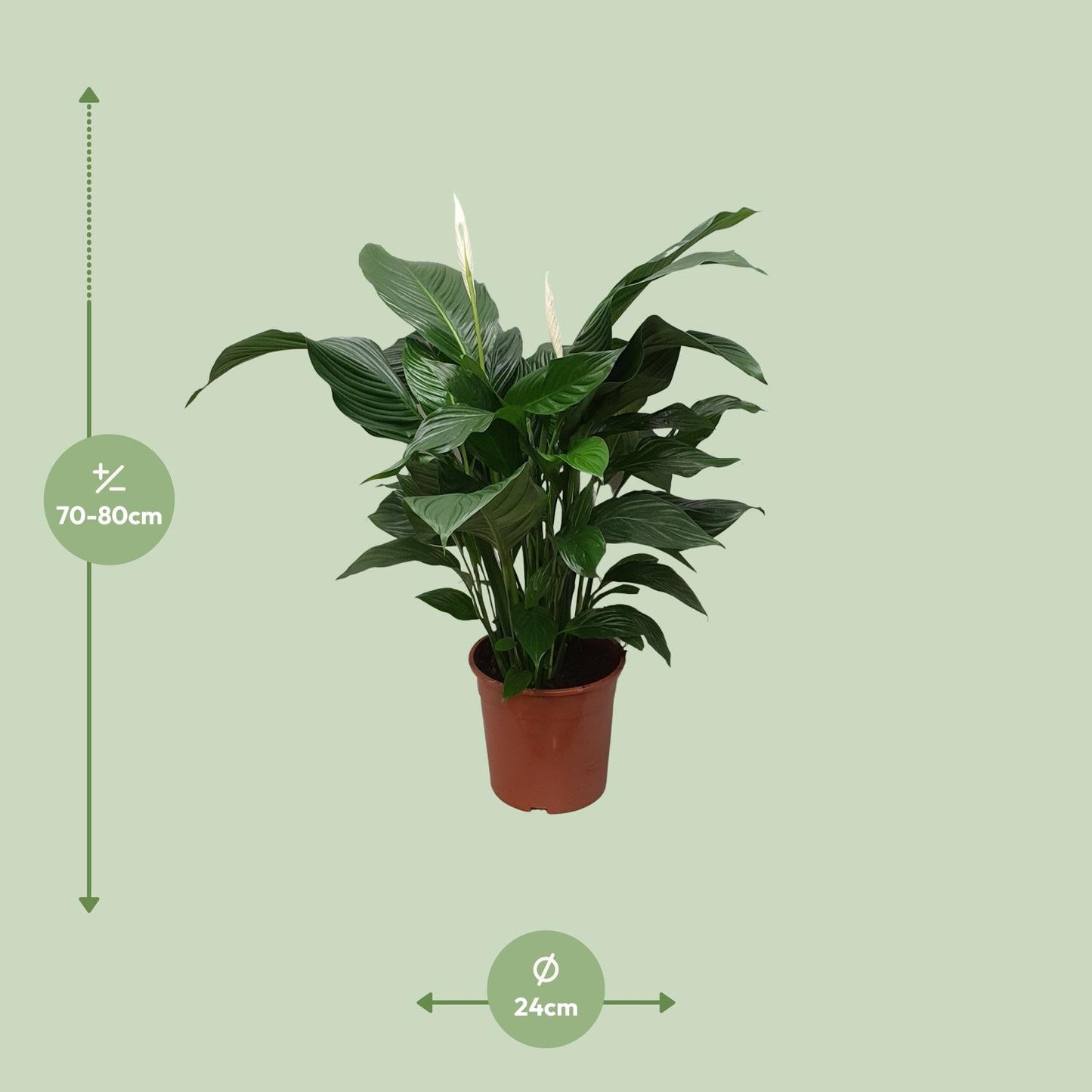 🌿 Spathiphyllum ‘Sweet Silvana’  Lepelplant
