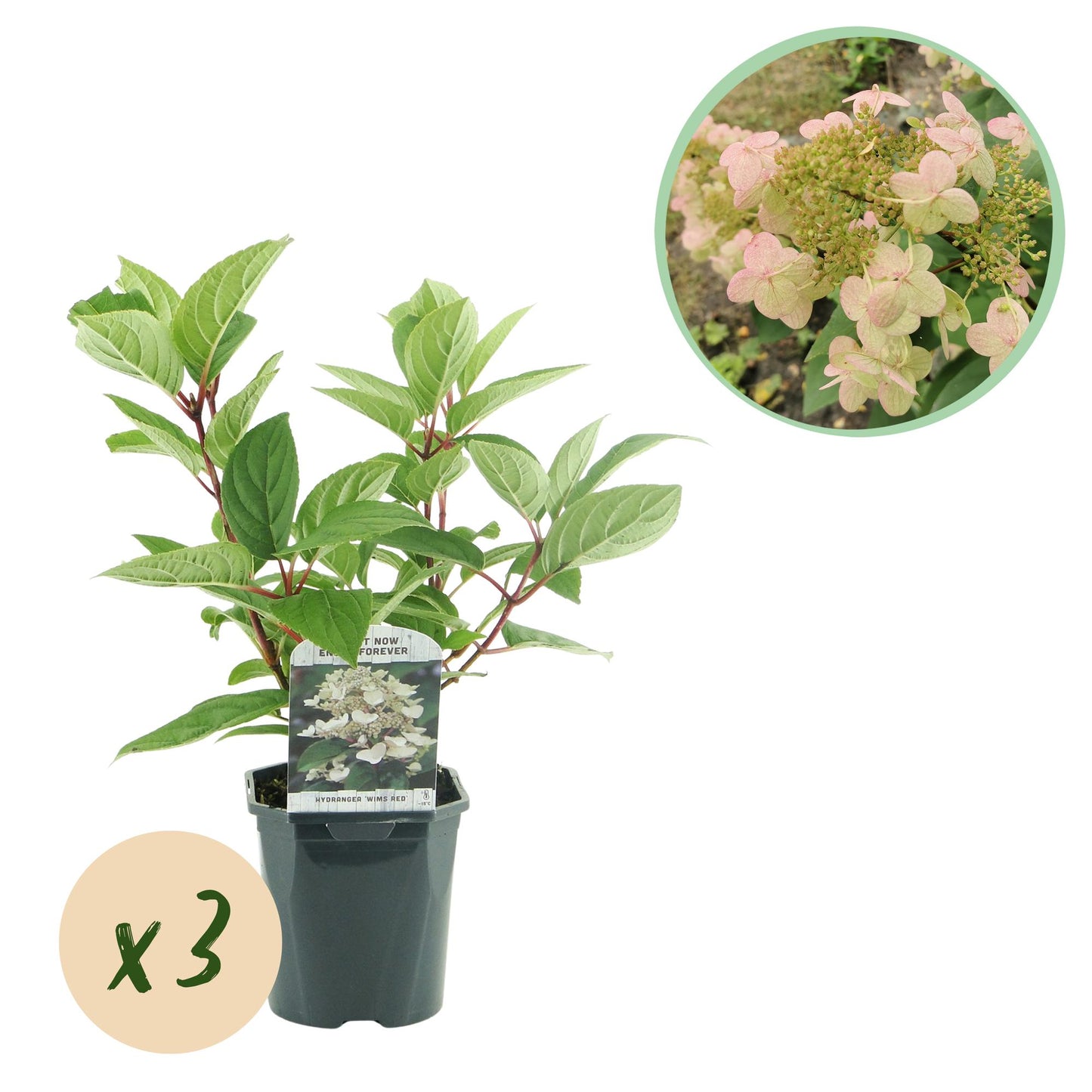 🌸 Hydrangea paniculata ‘Wim’s Red’ – Pluimhortensia | (3 stuks)