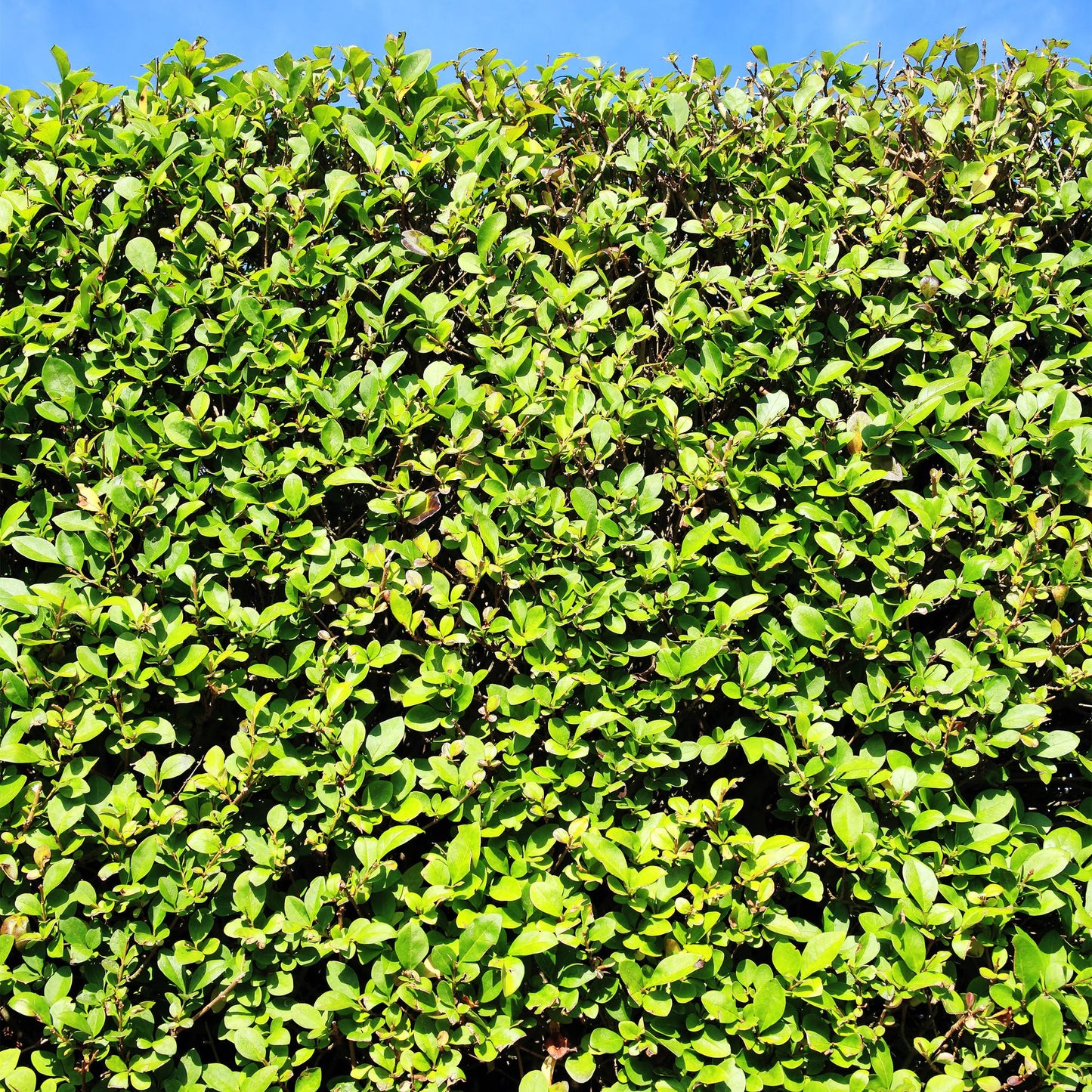 🌿 Ligustrum ovalifolium | Haagplant (6 stuks)