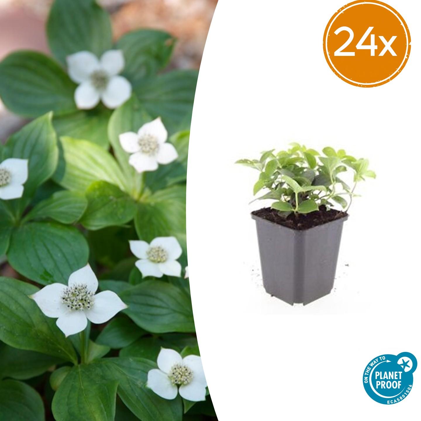 🌿 Cornus canadensis – Winterharde Schaduwbodembedekker (24 stuks)