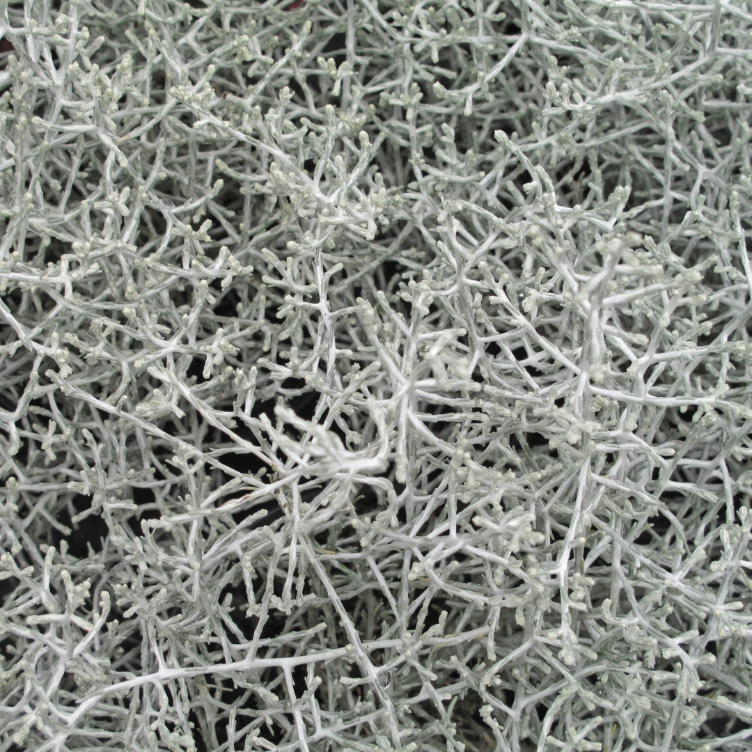 ❄️ Calocephalus (Zilverstruikje) – Ø10 cm – ↕15 cm | Winterharde Tuinplant