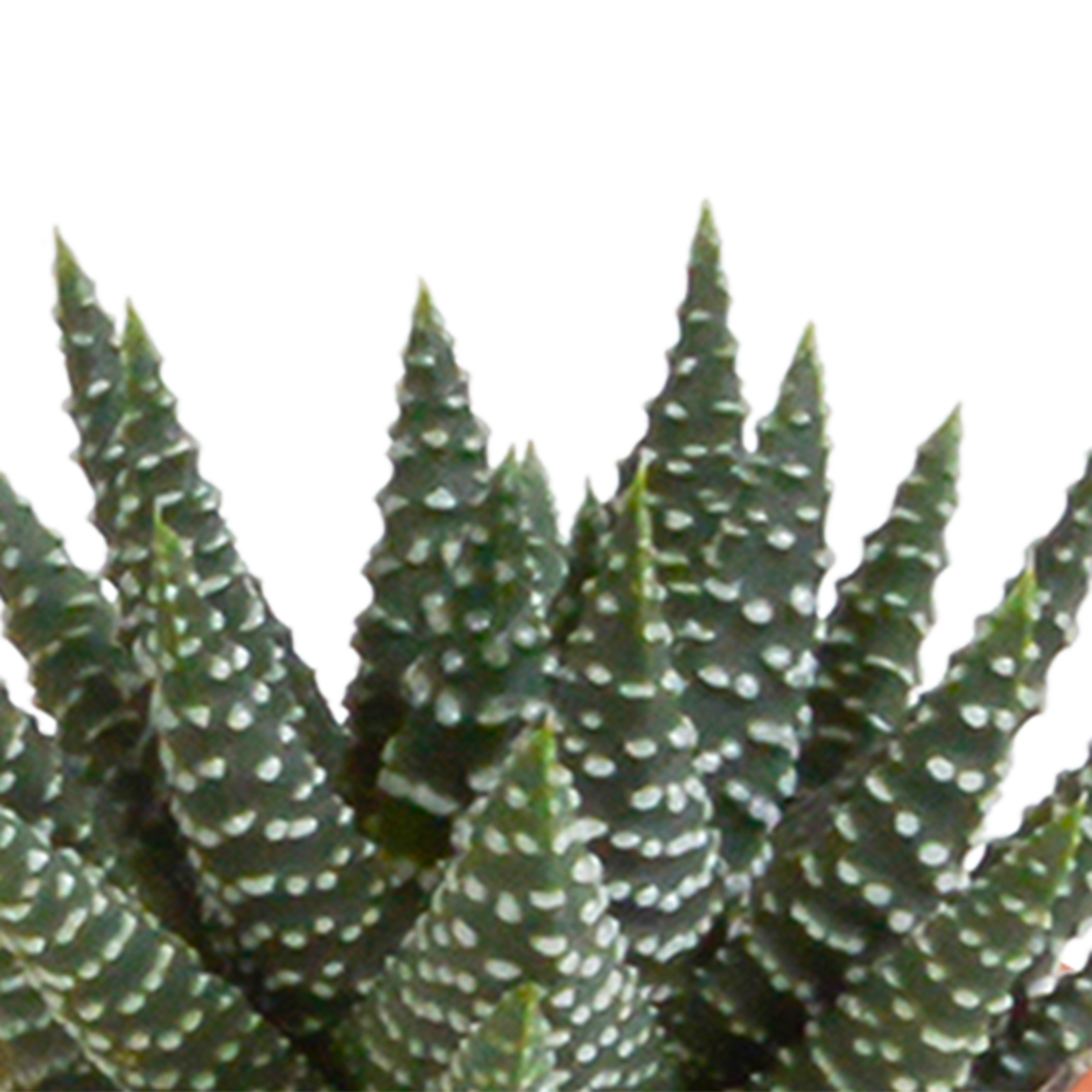 🌵 Cactus & Vetplanten Mix  In terracotta pot – (15 stuks)
