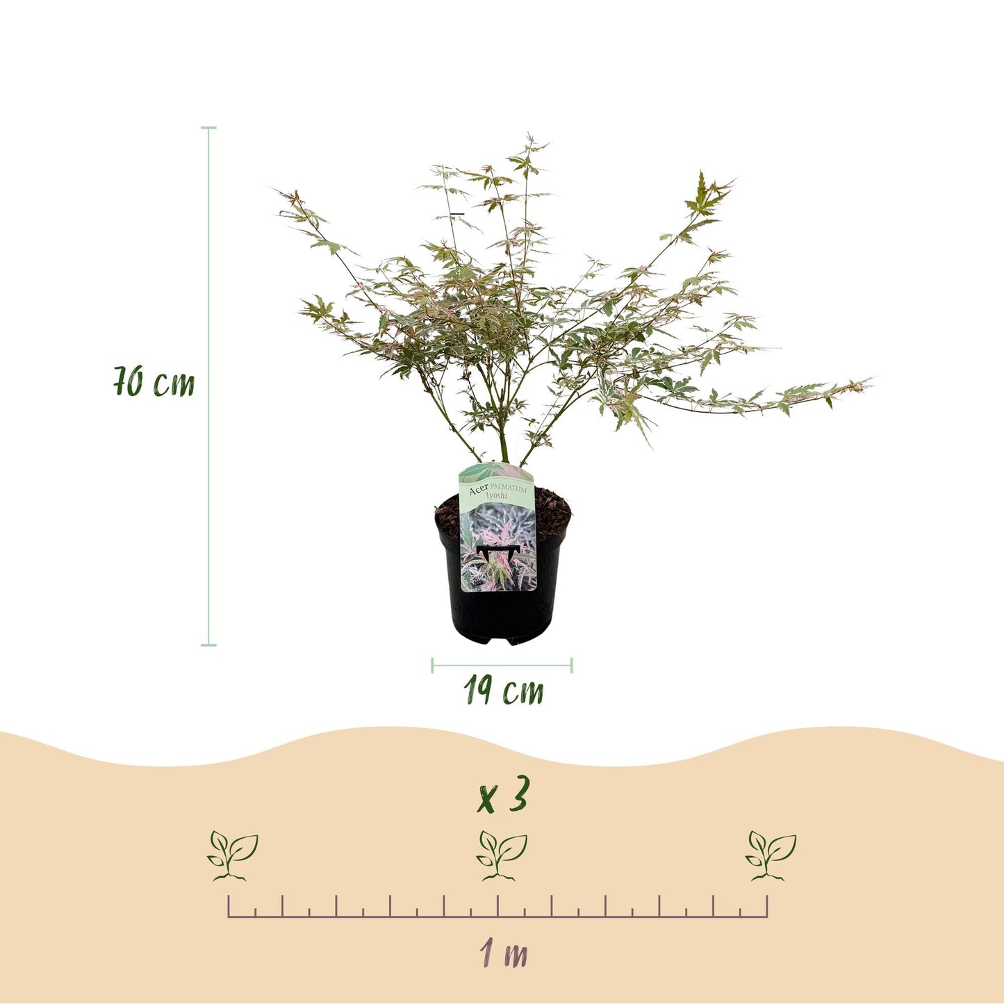 🌳 Acer palmatum ‘Iyoshi’ – Japanse Esdoorn (2 Stuks)