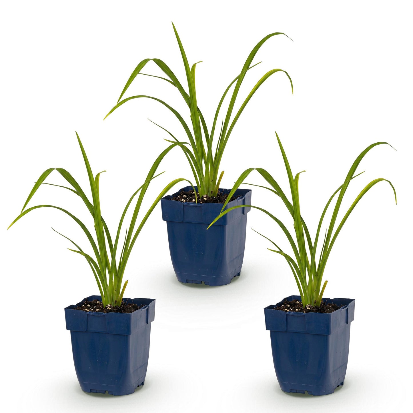 🌿 Hemerocallis 'Mauna Loa' – Oranje Daglelie | 3 stuks