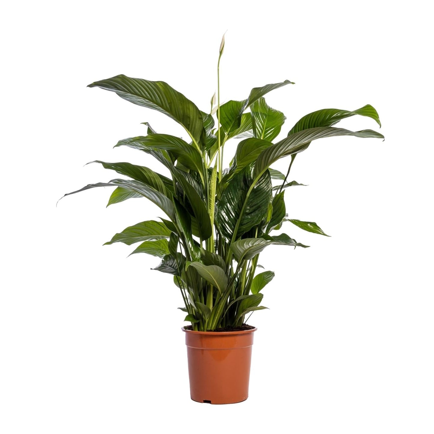 🌿 Spathiphyllum ‘Bellini’ Lepelplant