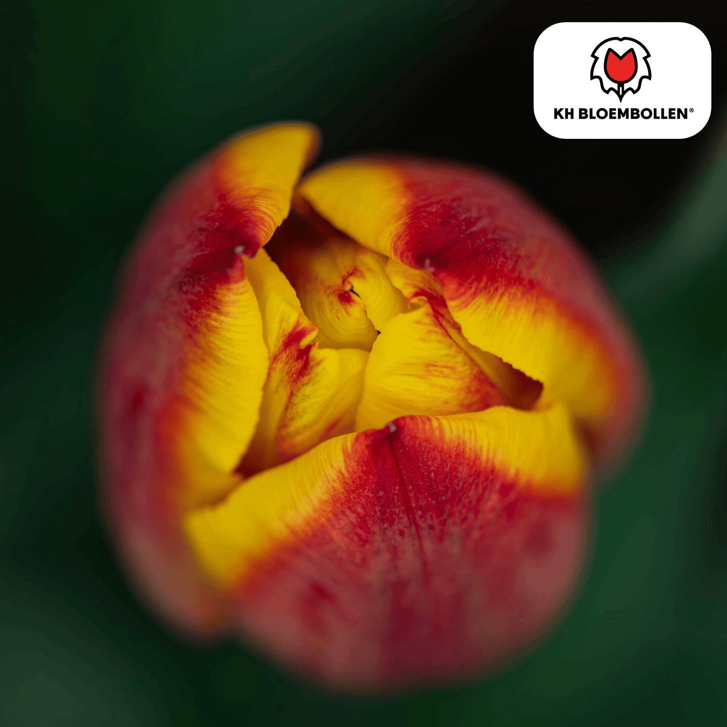 🌷 Tulpenbollen ‘Jan Seignette’ – Rood-Geel Gestreepte Tulp (20 Stuks)