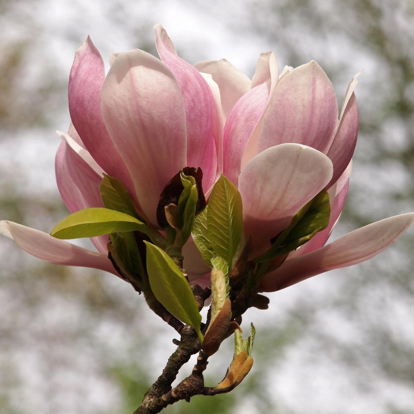 🌸 Magnolia × soulangeana – Beverboom