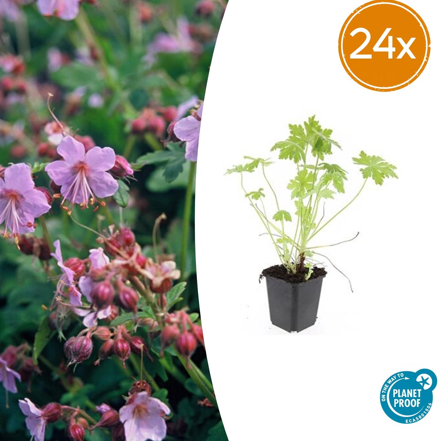 🌿 Geranium macrorrhizum – Winterharde Geurende Bodembedekker (24 stuks)