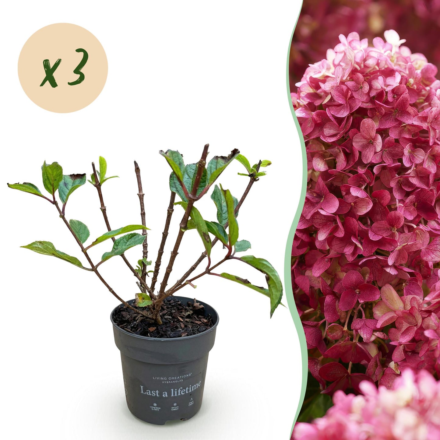 🌸 Hydrangea panniculata ‘Living Little Rosy’ – Pluimhortensia | (3 stuks)
