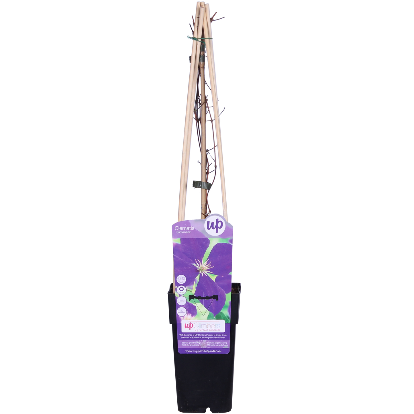 Clematis ‘Jackmanii’ 💜 | Klimplant met Paarse Bloemen