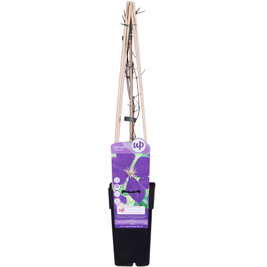 Clematis ‘Jackmanii’ 💜 | Klimplant met Paarse Bloemen