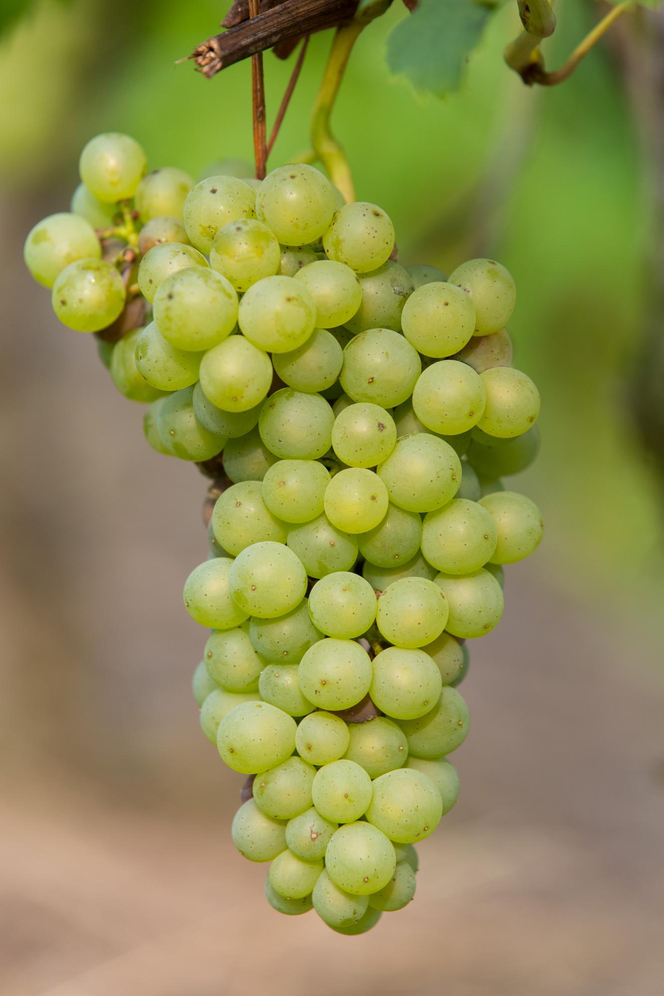 🍇 Vitis vinifera ‘Johanniter’ – Witte Druif