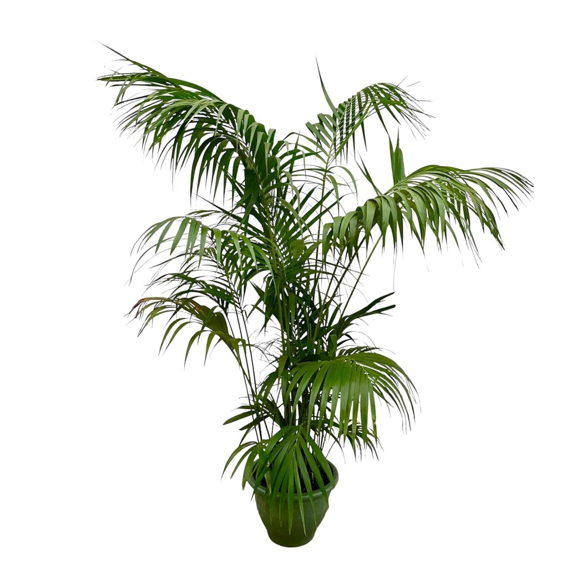 🌴 Kentia Palm XXL – Exclusieve Luxe Kamerpalm