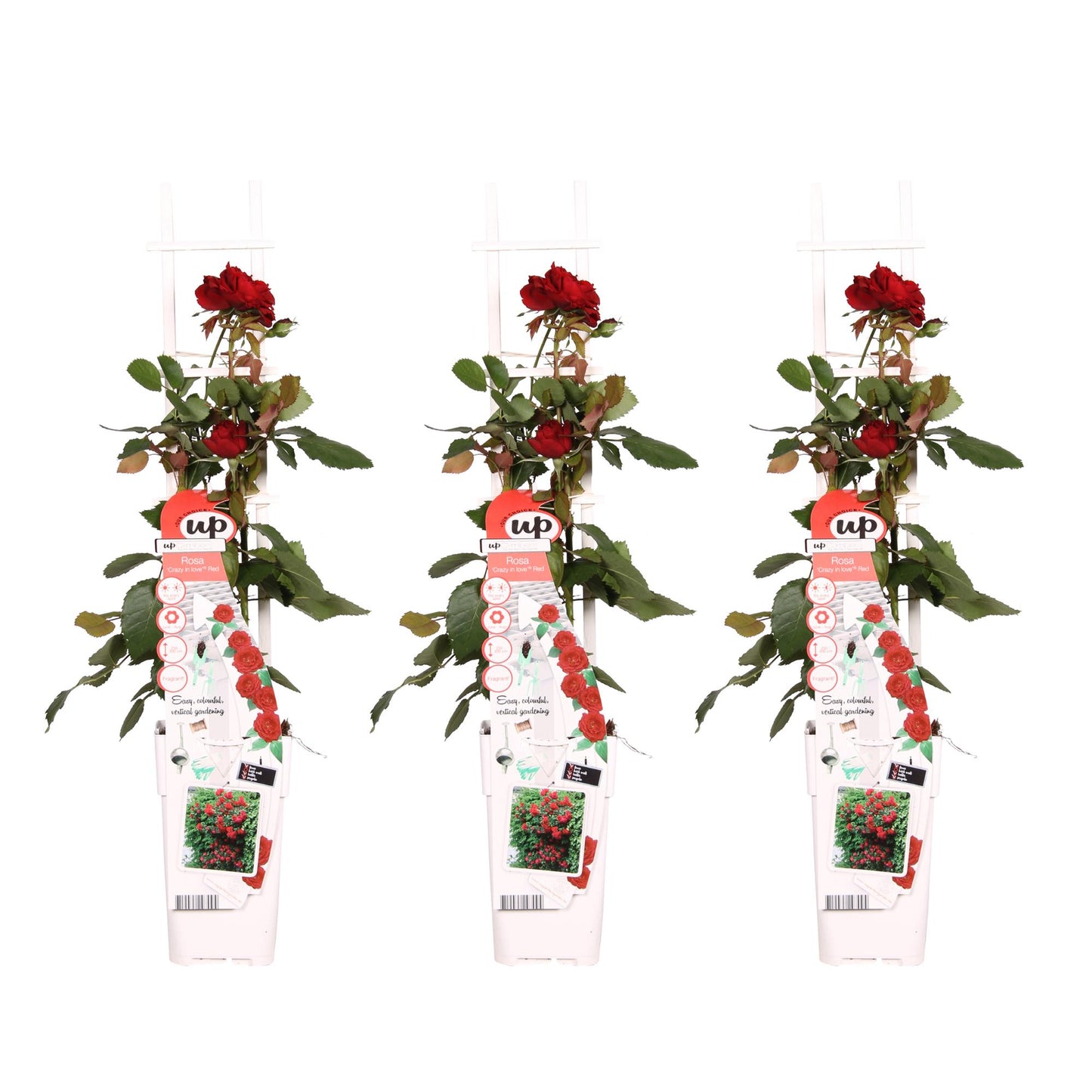 ❤️ Rosa Crazy in Love ‘Red’ – Rode Klimroos | 3 (stuks)
