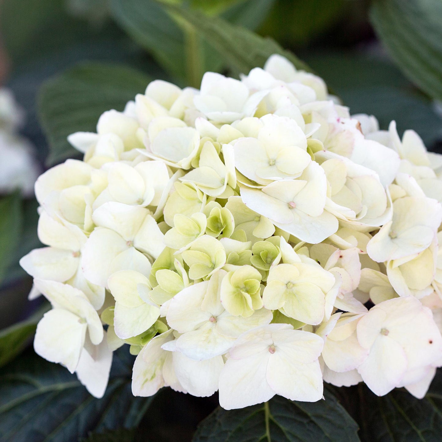 🌸 Hydrangea ‘The Bride’ | Witte Hortensia (4 Stuks)