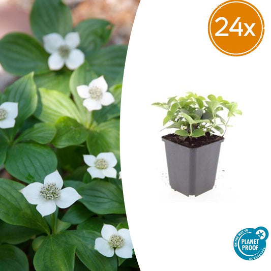 🌿 Cornus canadensis – Winterharde Schaduwbodembedekker (24 stuks)